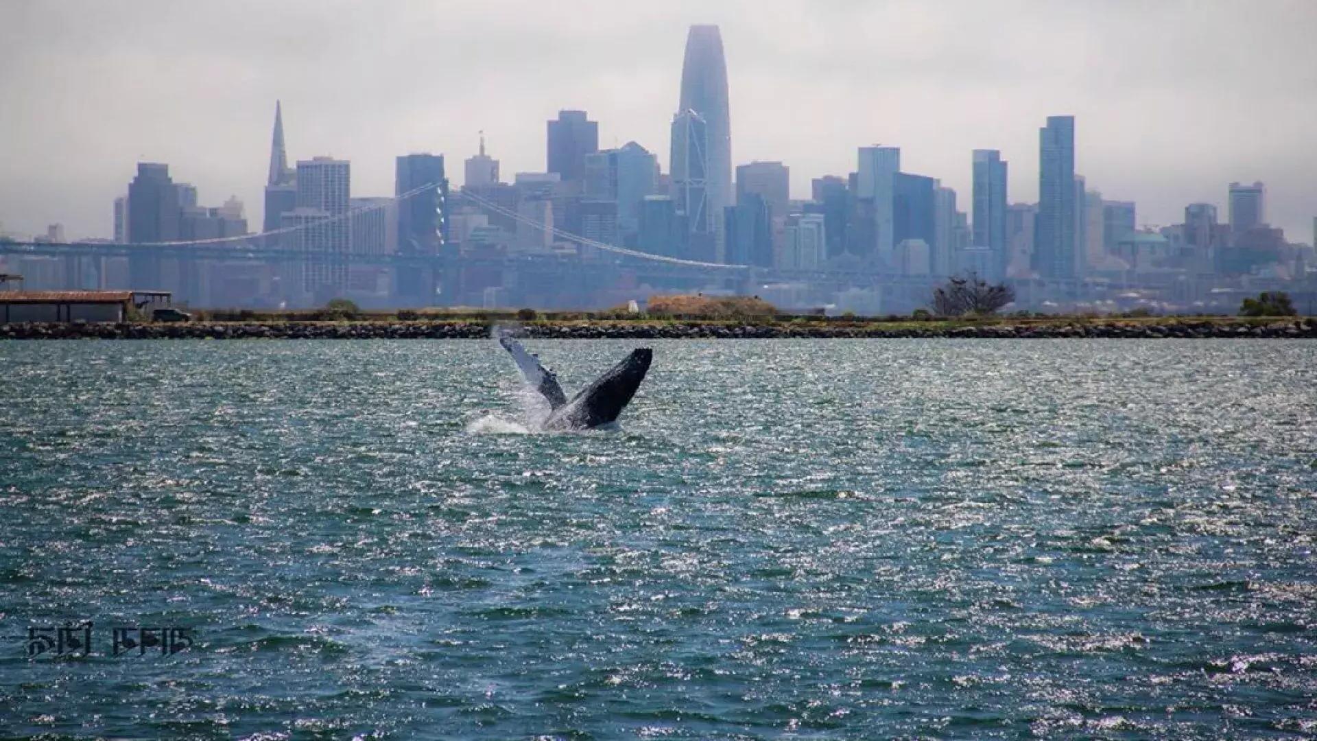 一头鲸鱼在贝博体彩app湾的水域中冲出水面.