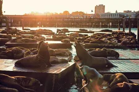 日落时分，海狮躺在39号码头的K码头上