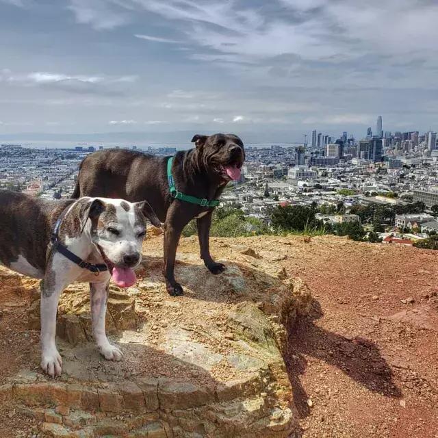 Perros en la cima de Corona Heights